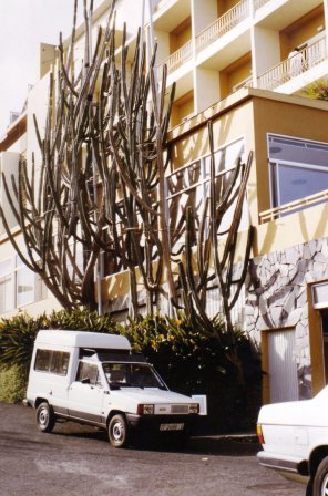 198510-cereus-peruvianus-cactus.jpg